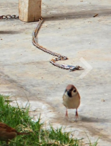 Sparrow 