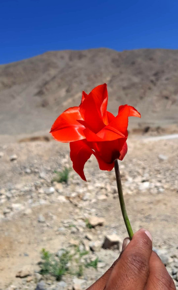 Wild Tulip 