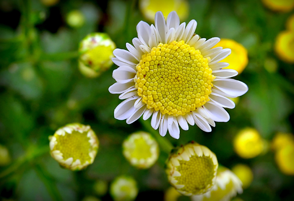 FLOWER