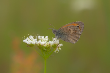 Küçük Zıpzıp Perisi Kelebeği
