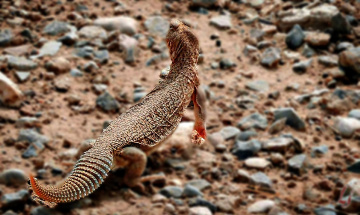 Desert Lizard of Zanginawer, Balochistan 
