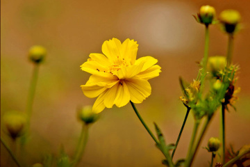 KEMBANG KUNING