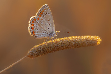 Kelebek - Çokgözlü Esmer