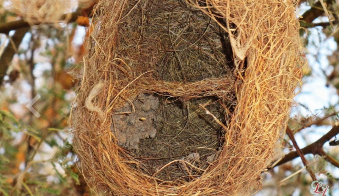 Empty Nest 