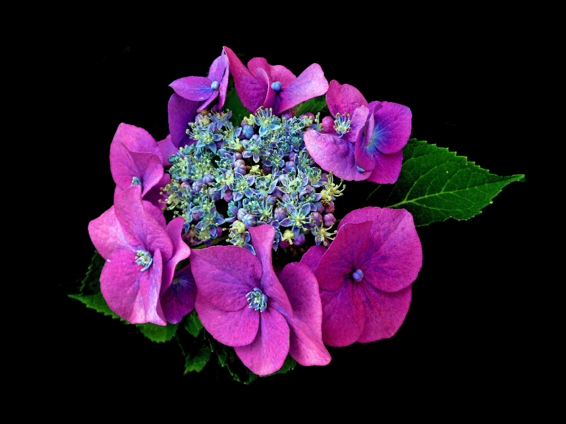 BLÜTEN