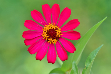 PINK FLOWER