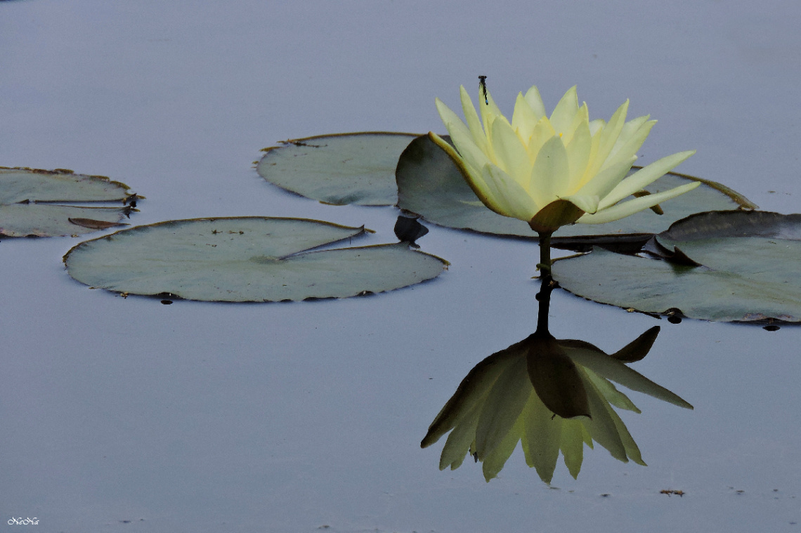 Reflexo