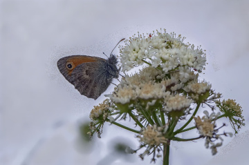 Küçük Zıpzıp Perisi Kelebeği