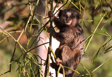 Sagui