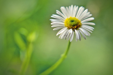 mini flower
