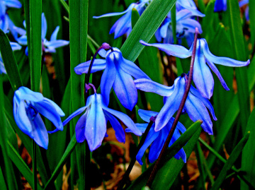 BLÜTEN