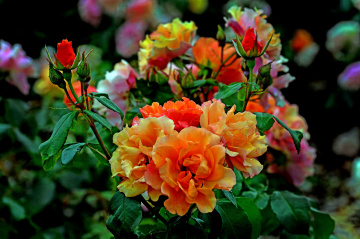 BLÜTEN