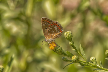 Çokgözlü Esmer Kelebek
