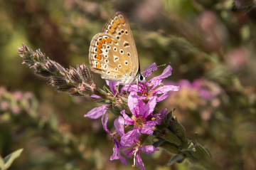 Çokgözlü Esmer Kelebek