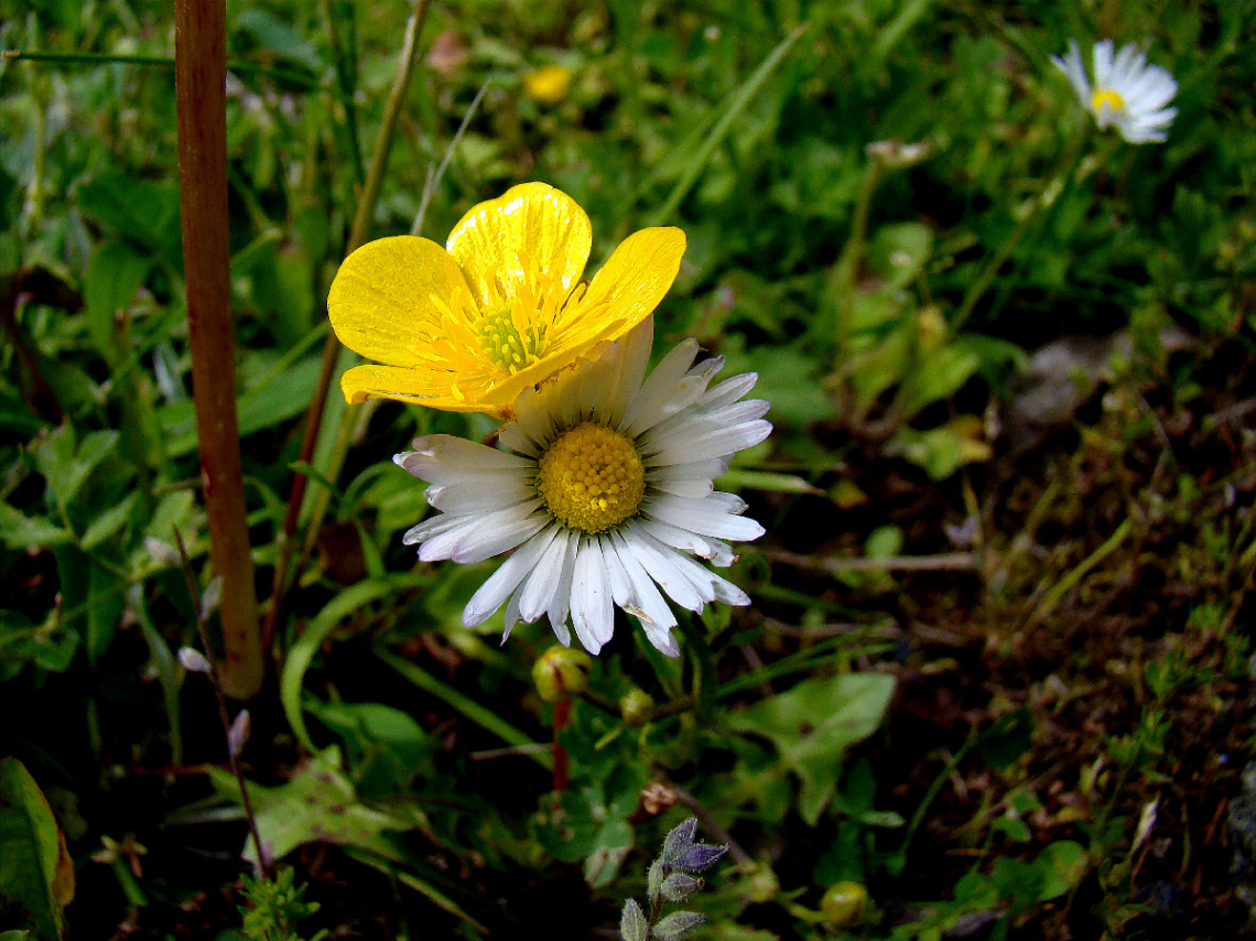 BLÜTEN