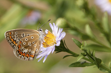 Çokgözlü Esmer Kelebek