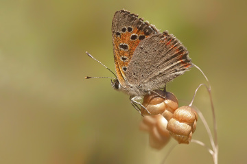 Küçük Ateş Kelebeği
