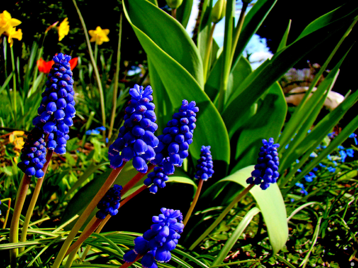 BLÜTEN