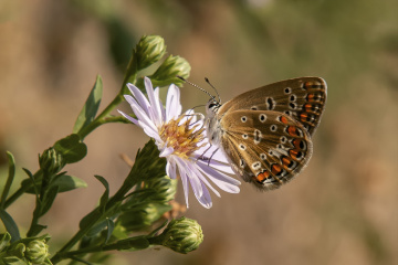 Çokgözlü Esmer Kelebek