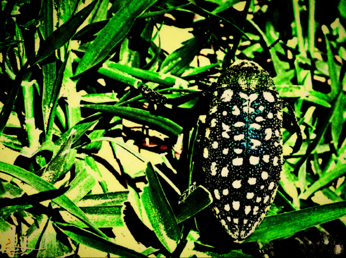 Camouflage 