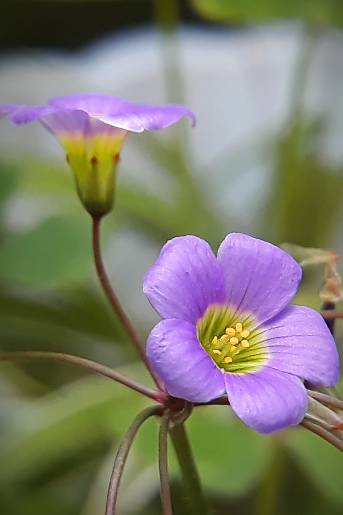 purple flower