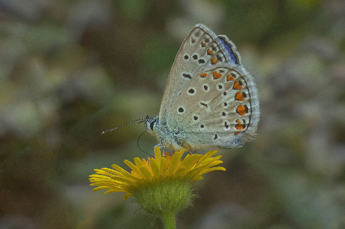 Çokgözlü Mavi Kelebek