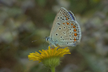 Çokgözlü Mavi Kelebek