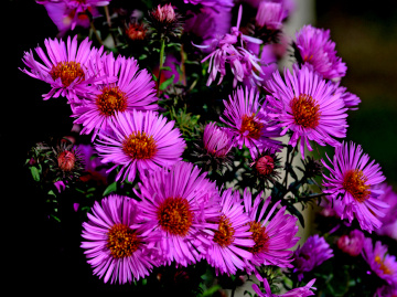 BLÜTEN