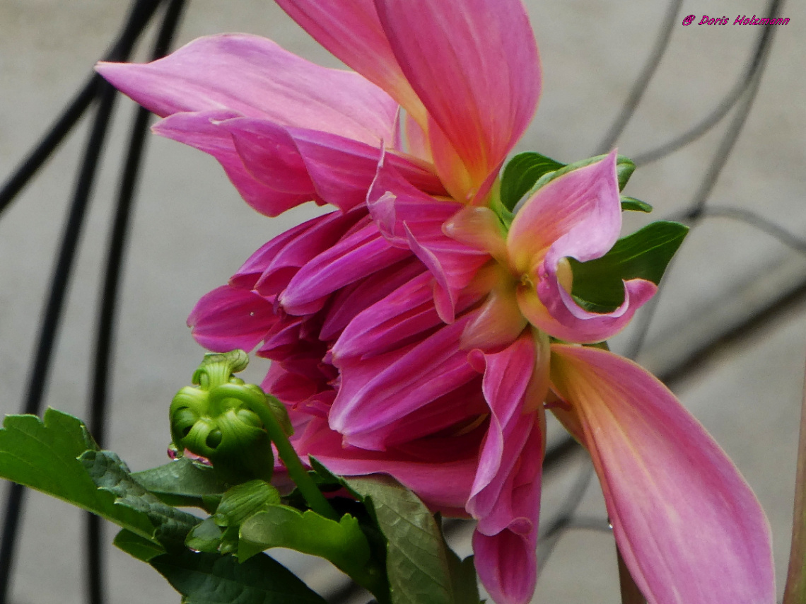 blossom