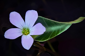 mini flower 02