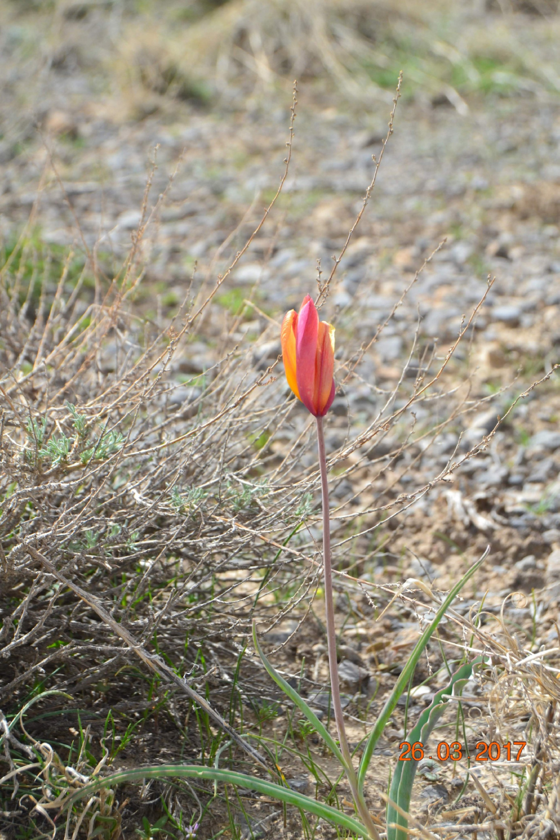 Wild Tulip 