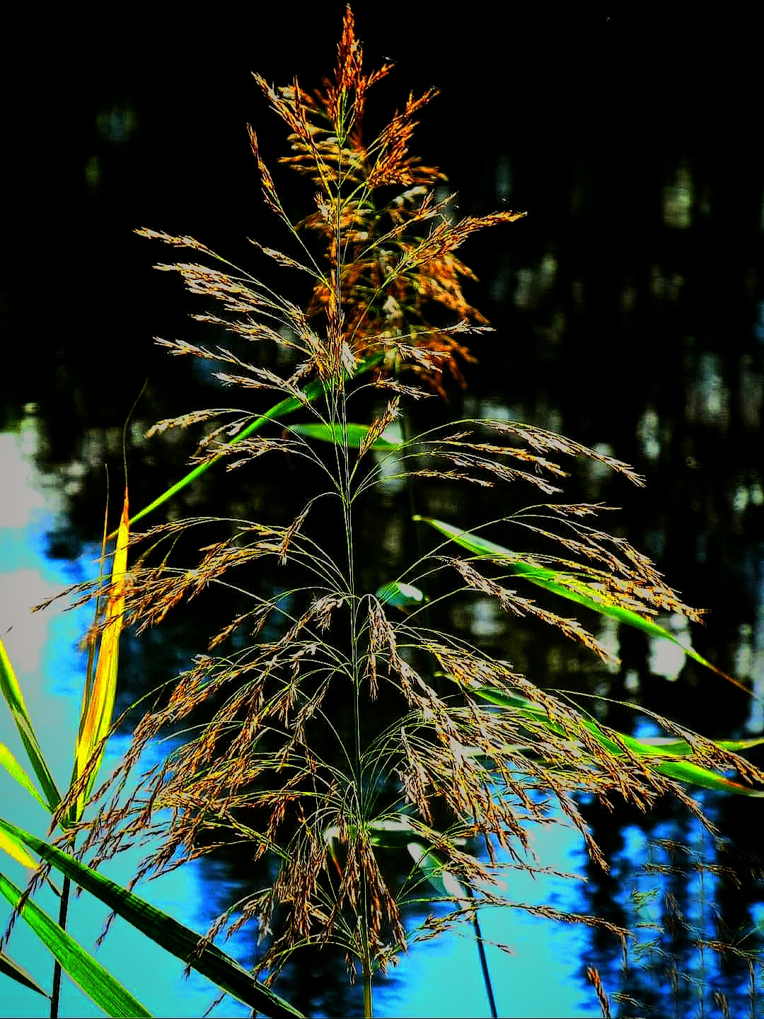 Every Bloom is Beautiful 