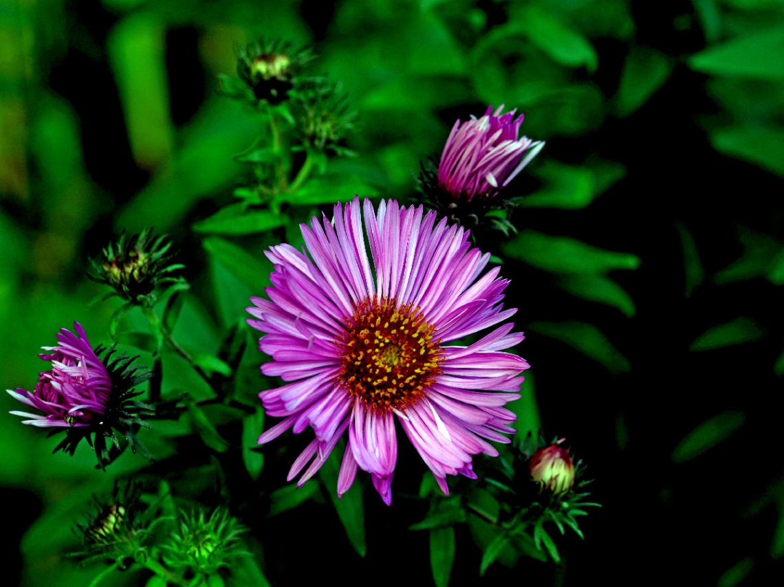 BLÜTEN