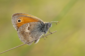 Küçük Zıpzıp Perisi Kelebeği