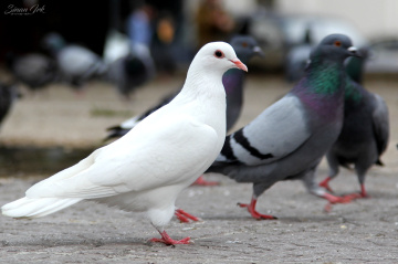 DOĞA