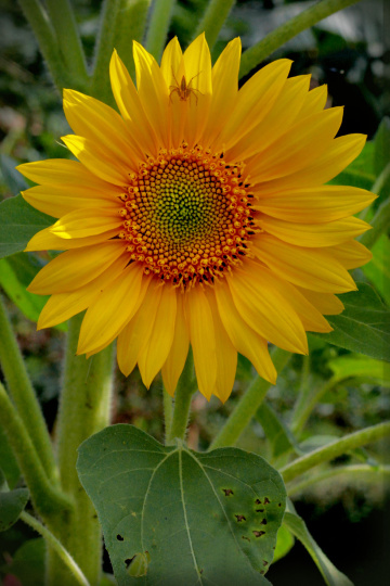 sun flower
