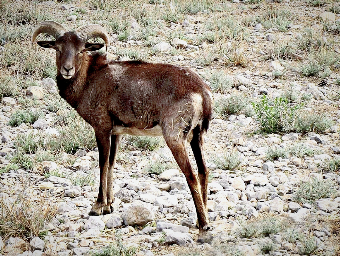 CHILTAN MARKHOR مارخور