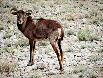 CHILTAN MARKHOR مارخور