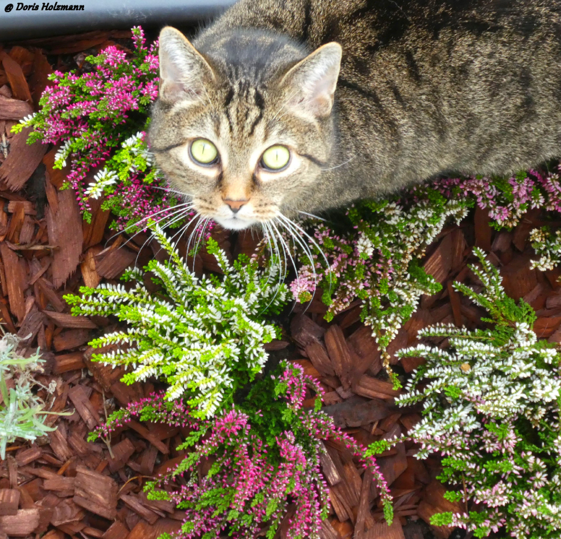 Neighbour's cat 