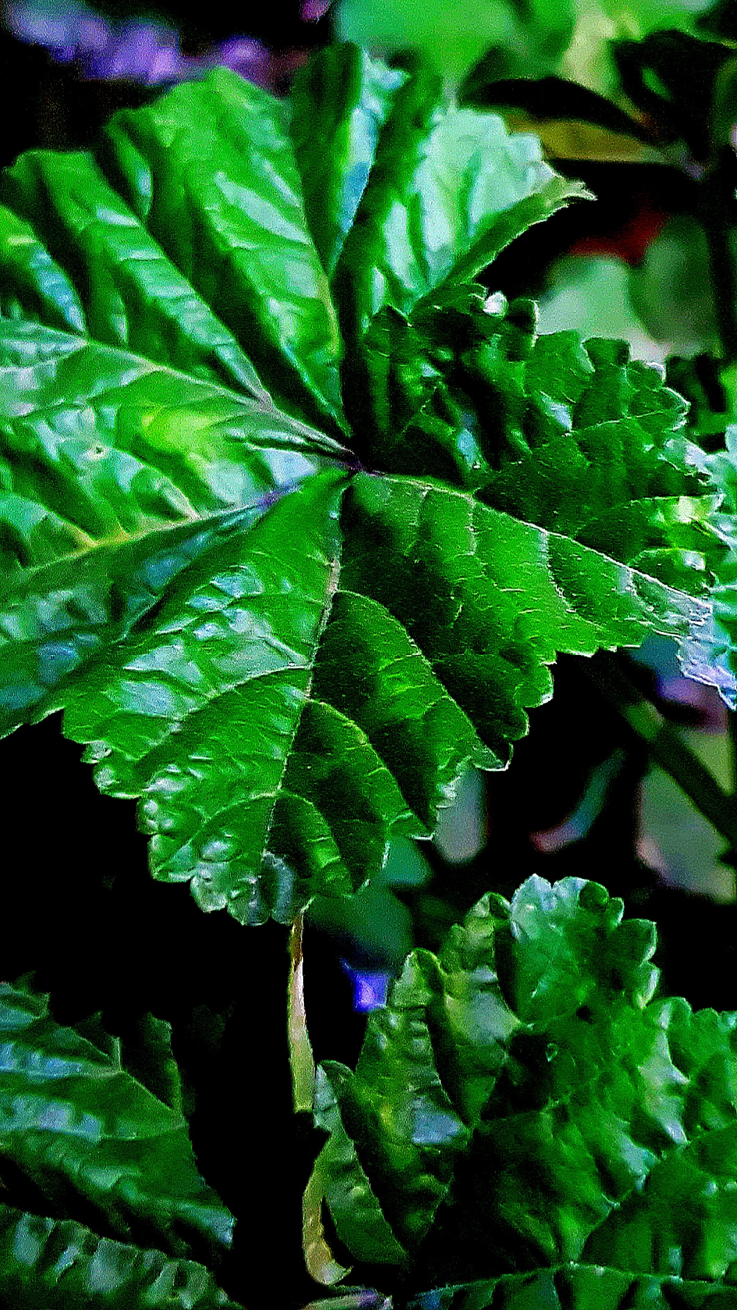 Leaf