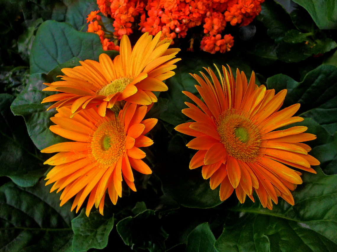BLÜTEN