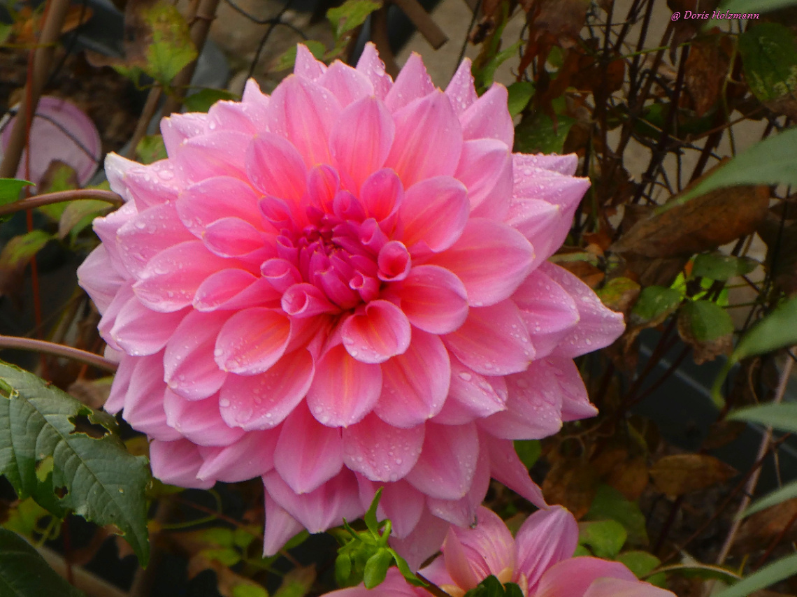 blossom