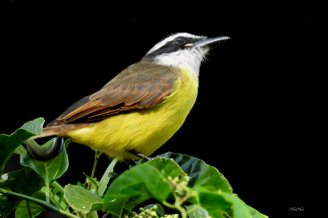 Bem-te-vi 