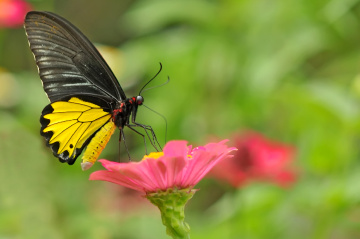 kupu kupu diatas bunga