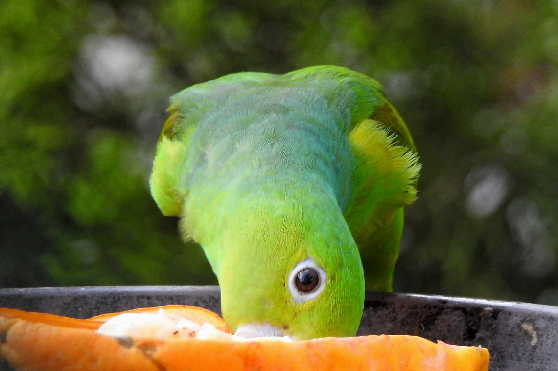 Periquito 
