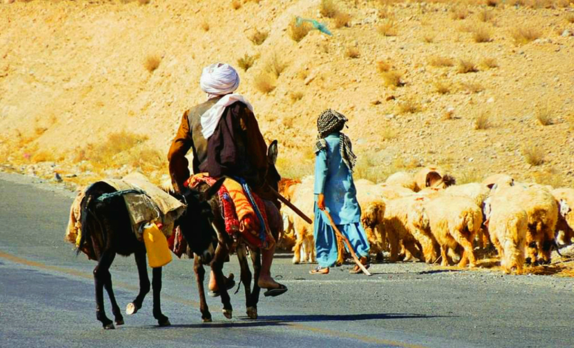 Baloch Shepherd.. 