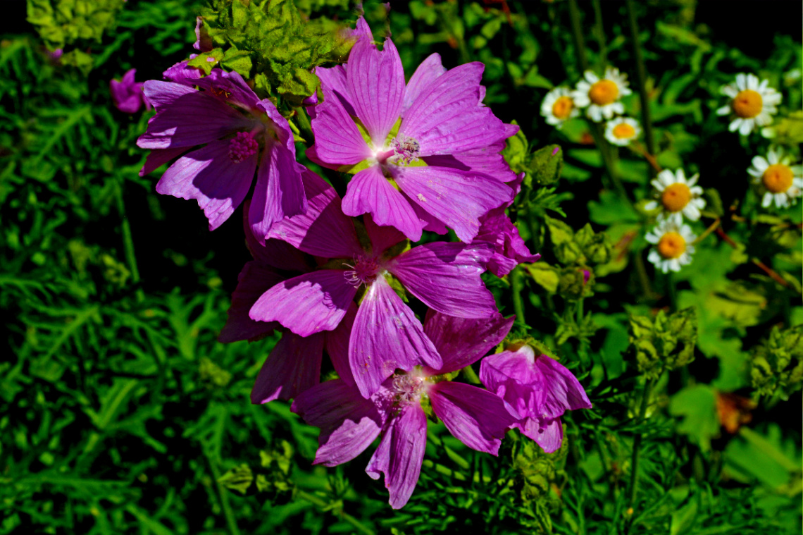 BLÜTEN
