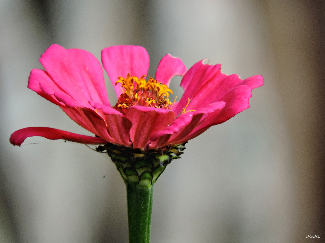 Flor do campo