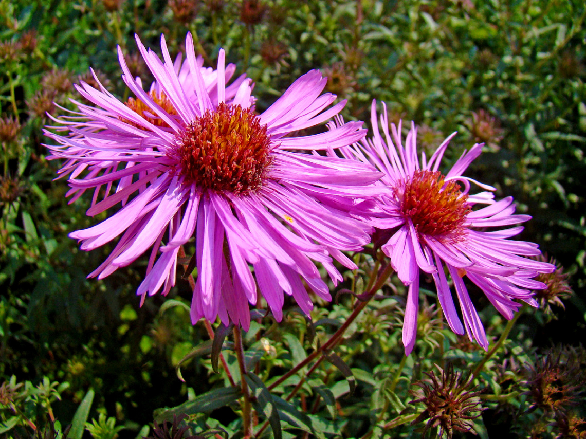 BLÜTEN