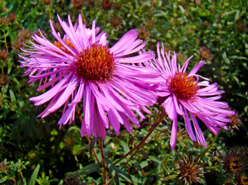BLÜTEN